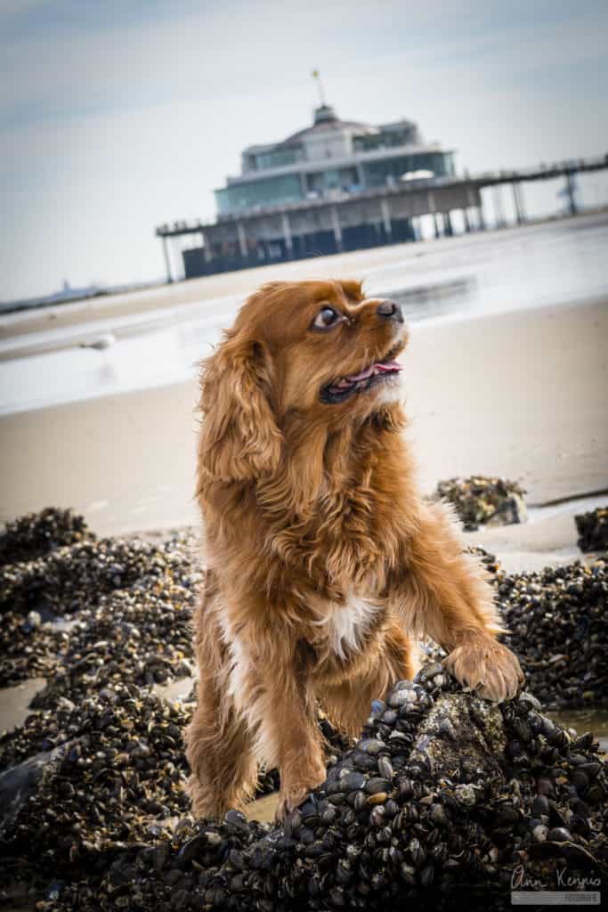 Hondenfotografie Ruby door Ann Kennis Fotografie